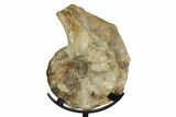 Cretaceous Ammonite (Mammites) Fossil with Metal Stand #164226-3